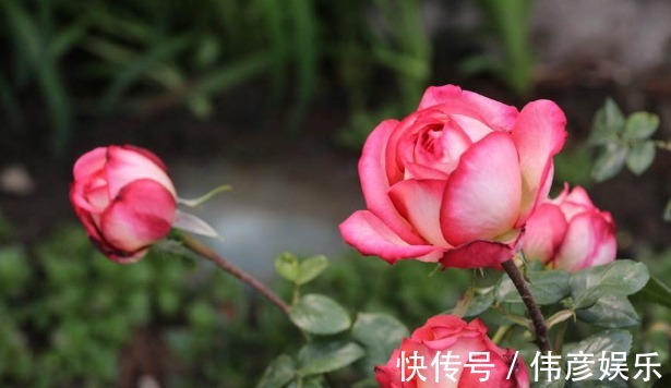 技巧|养护月季,掌握一个小技巧,花色艳丽,开花开爆盆