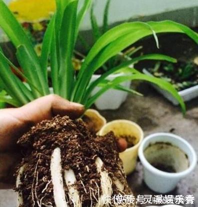 还用柳树皮、阿司匹林养花？聪明人都用“一种东西”，养啥都爆盆