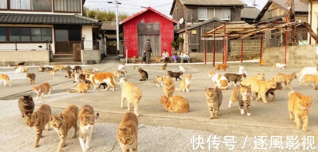 喵星人|日本怎么那么多撸猫圣地啊!