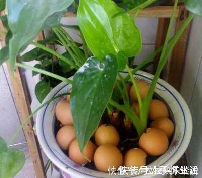 植物|用过的蛋壳能养花错了,难怪花越开越少,专家告诉你原因