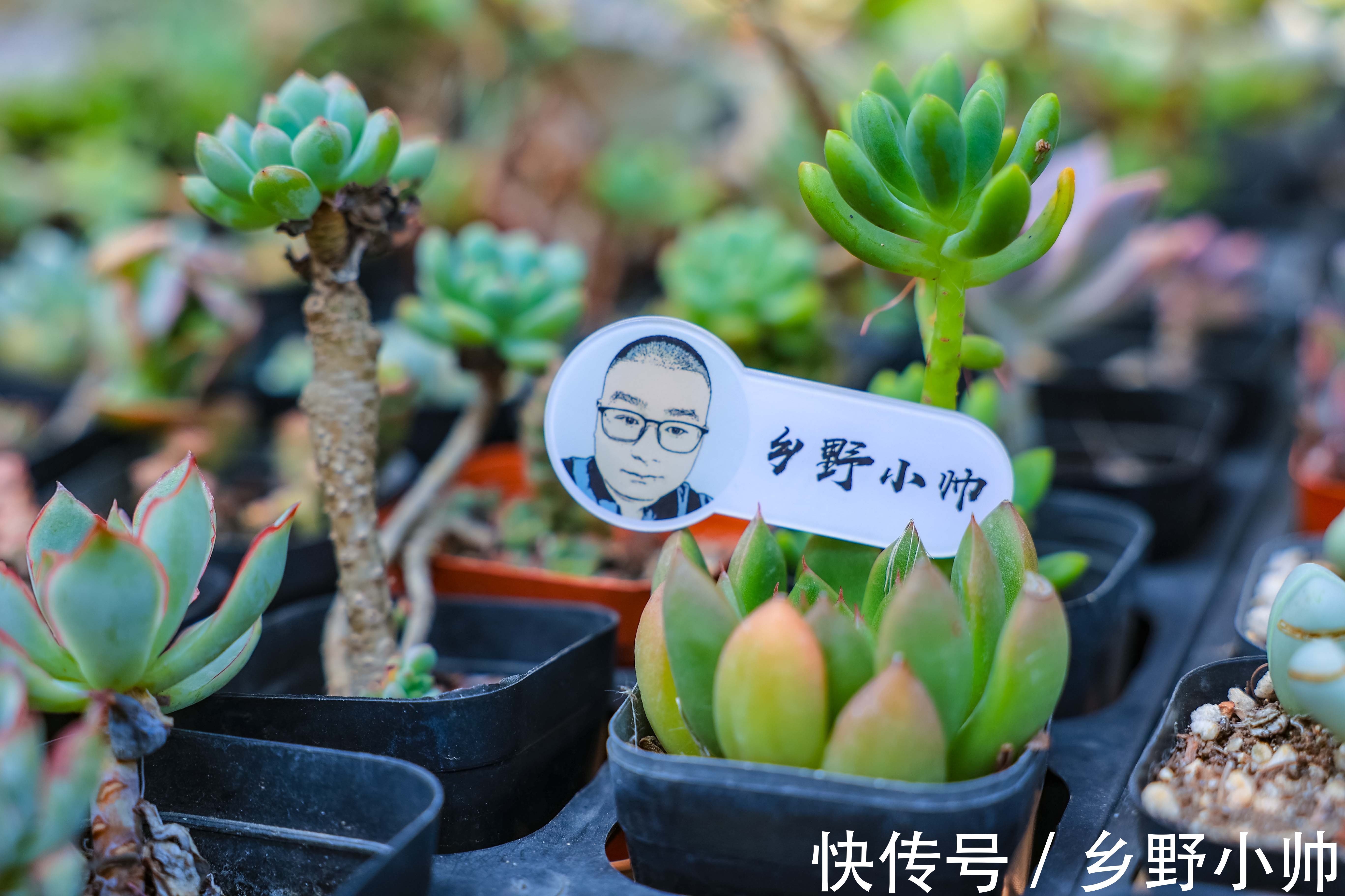 枯叶子|秋天越来越近,这几种情况先不要拿出去晒太阳,暂缓一步会更好