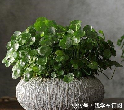 这“三种花”遇水疯长,一天不补水,丑到没朋友,大户人家最爱养!