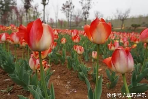 中年|快来洛南“郁”见春天这里千万株郁金香进入盛花期,像一道道彩虹
