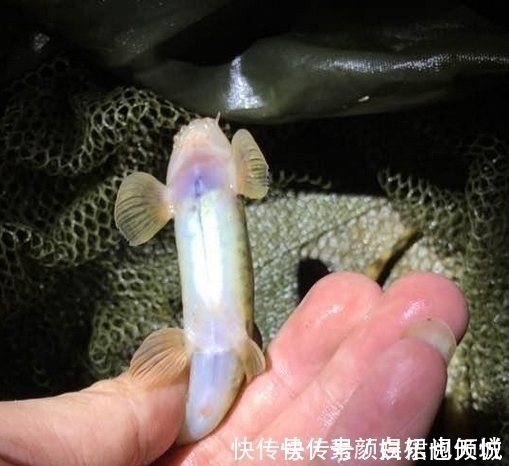 鱼塘|小伙钓鱼,大丰收,晚上妻子开心的打开鱼笼,瞬间给笼子甩的老远