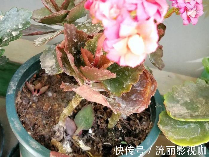 君子兰花|家里有此7种花,少浇水不能晒,天热要休眠早看早知道