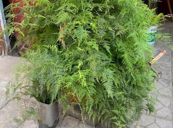 书房盆栽文竹,该如何管理养护注重5方面,枝叶翠绿又茂密