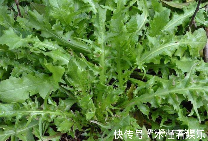 异叶茴芹|女人不想被叫“黄脸婆”,不妨多吃以下3物,美容养颜抗衰老!