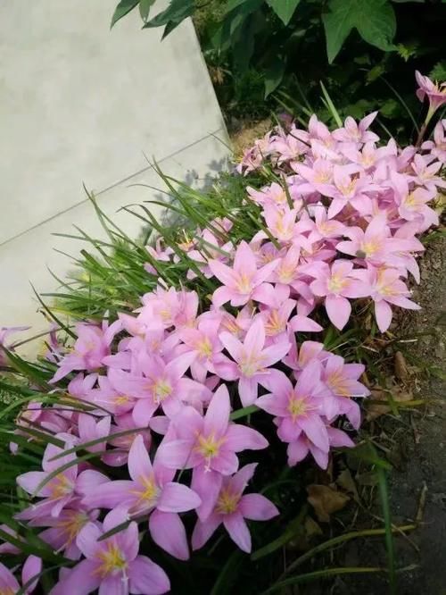 一年生一窝的5种花，越养越多，养它们不花钱还能赚钱！