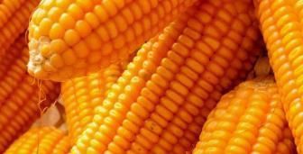 保存玉米,别直接放冰箱冷冻了,教你一招玉米放再久也鲜甜!