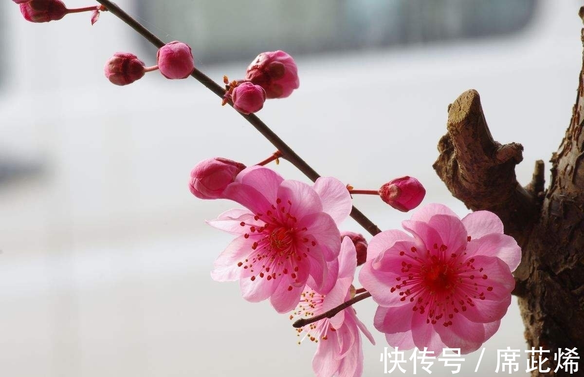 冷蕊@品性孤高自带香,小院深处占年芳《咏梅》七律诗五首(附诗评)