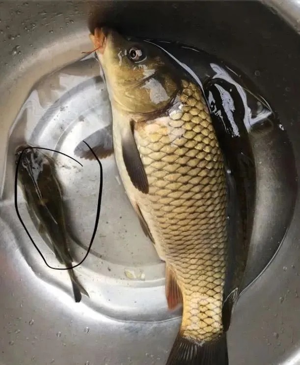 钓友|别总抱怨冬天鱼难钓,大胆打破“常规”,包你渔获提升2个档次