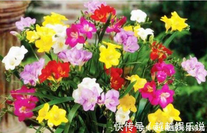 仙人球|4种漂亮花,好打理,易爆盆,盆盆开成大花球,太漂亮了!