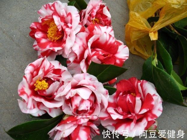 花香|养这几款花,花开媲美玫瑰,开花勤爱爆盆,满屋子都是花香