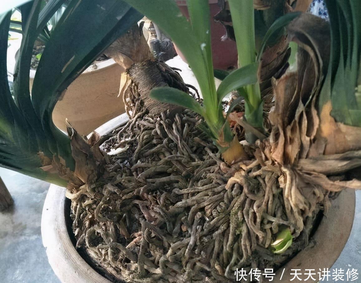 养花换盆，要“挑时机”，错过不再有，耽误一年开花季