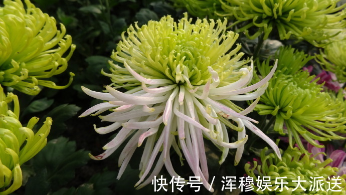 喜欢菊花,就养“珍奇名菊”绿安娜,绿色花朵上开白花,惊艳!