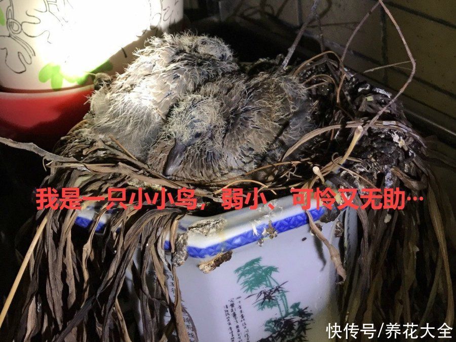 花盆里有一窝蛋，赶紧换盆，不然花都死了