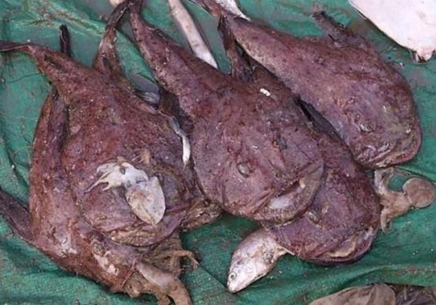 美味|这美食因太丑没人吃,其实性价比超高,实惠又美味,很多人不懂