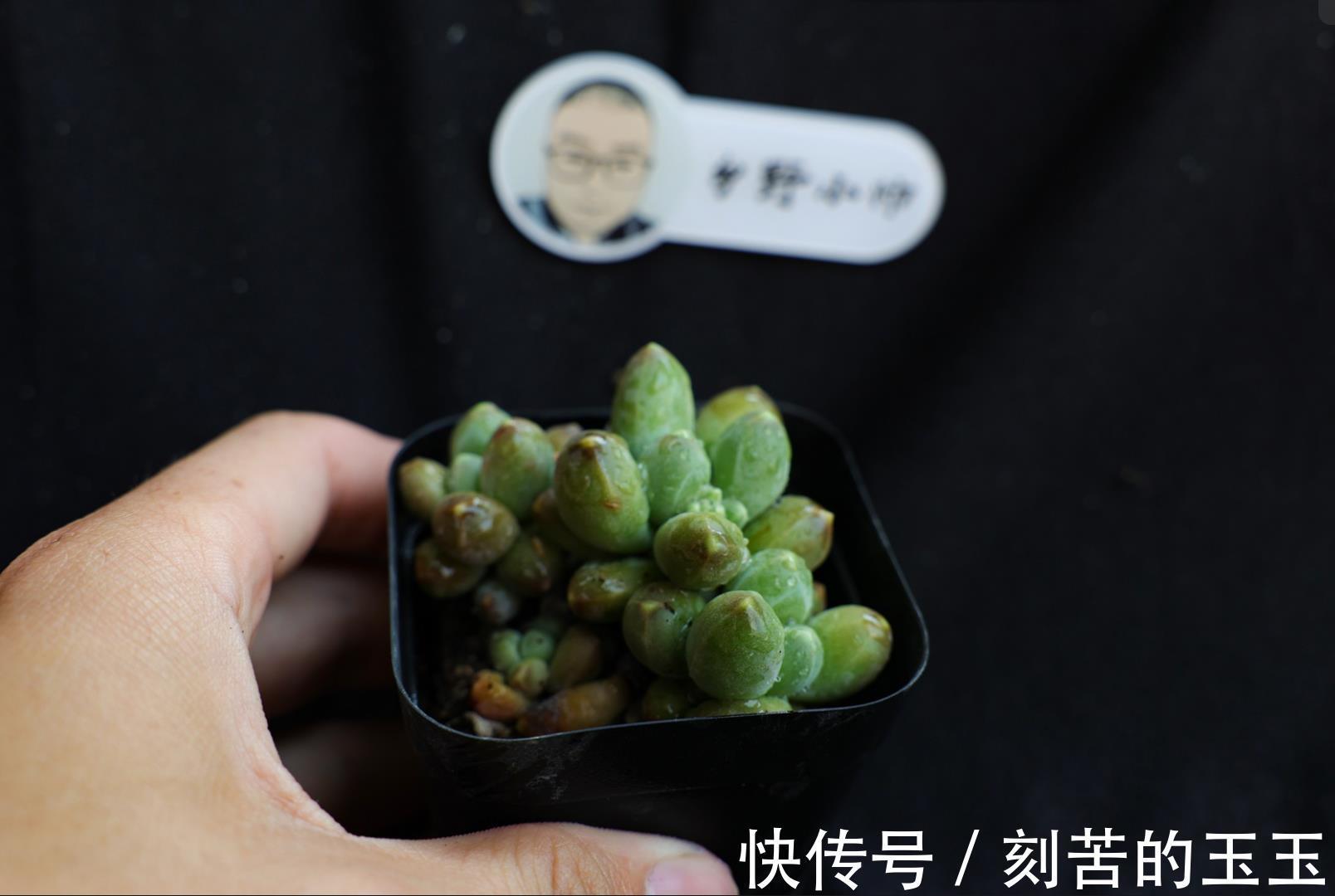 美美|那些美美的多肉，都是这样杂交出来的，小帅告诉你多肉杂交的奥秘