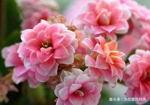 家养长寿花总是不开花学会这三个小技巧，轻松花开到明年