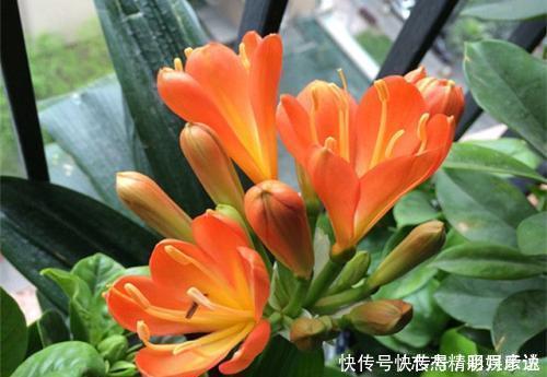 别再花钱买花肥,给花喝勺神仙水,四季油绿开花旺,施肥都省了