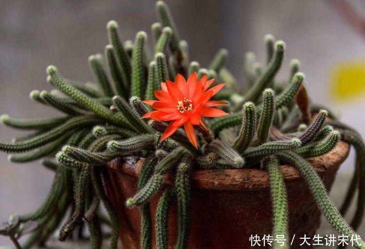 爆盆|四种花常年开花易爆盆,被称为花卉界的劳模,一开就是100天!