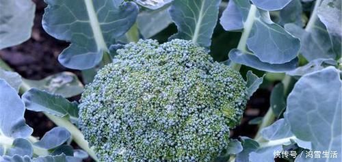 结节|有甲状腺结节,4物快拉入黑名单,常喝天然散结水,结节或消得快