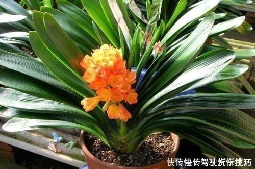 植株|君子兰生长静止了,来几杯“唤醒水”,叶子窜得快花箭冒出来!