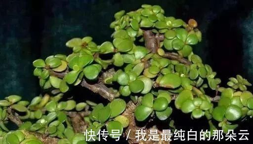 爱花|养花要心狠,特别是此5种花,剪得越狠长得更好,株型繁茂