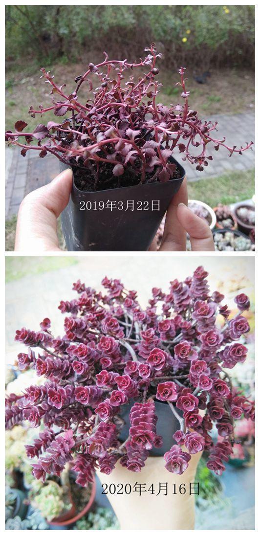 小球|小球玫瑰的逆袭,一年里开枝散叶