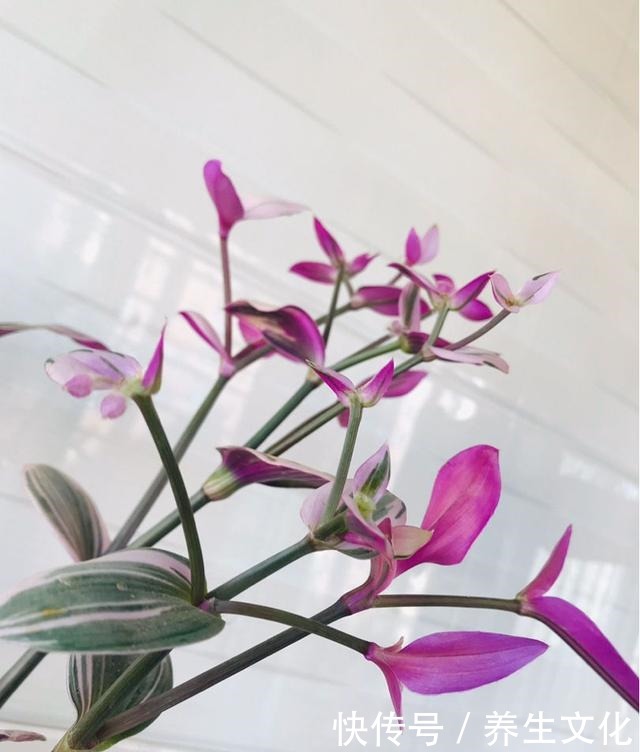 最近超火的两种吊兰,一个叫婚礼一个叫油画,叶子漂亮仙气飘飘!