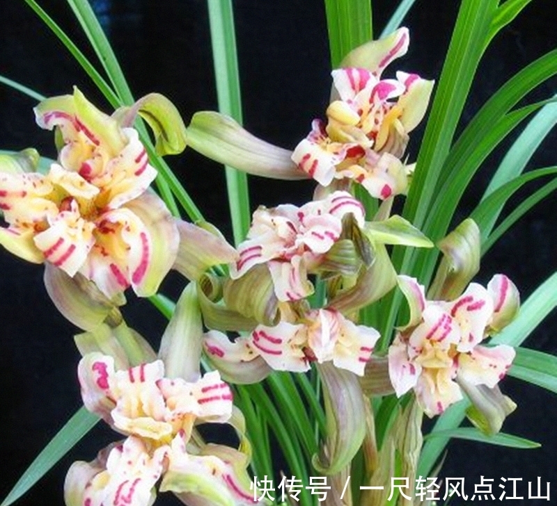 它是春兰最美“牡丹”,朵型硕大,气势磅礴,曾卖到30万一苗