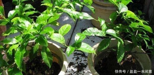 春天养花不用愁，藏厨房里的“它”，取出1勺浇盆里，啥花都疯长！