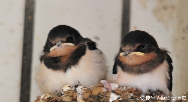 代表着吉祥|农村俗语:为何说“燕子不进愁家门”,其实十分有道理