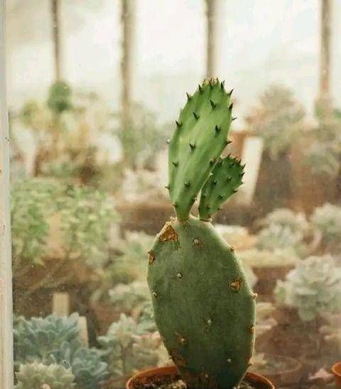 聪明人养这2种盆景，样子不招喜欢，寓意却极好，净化空气效果好