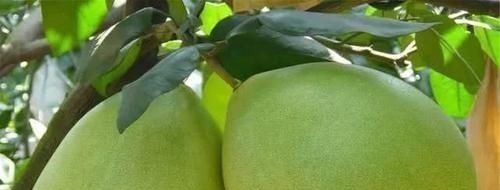 食物|血脂一降,百病消!日常多吃这6种食物,轻轻松松降血脂