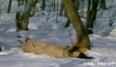 好看|不好看还咄咄逼人,东方闻樱却注定是探春,她的远见卓识让人意外