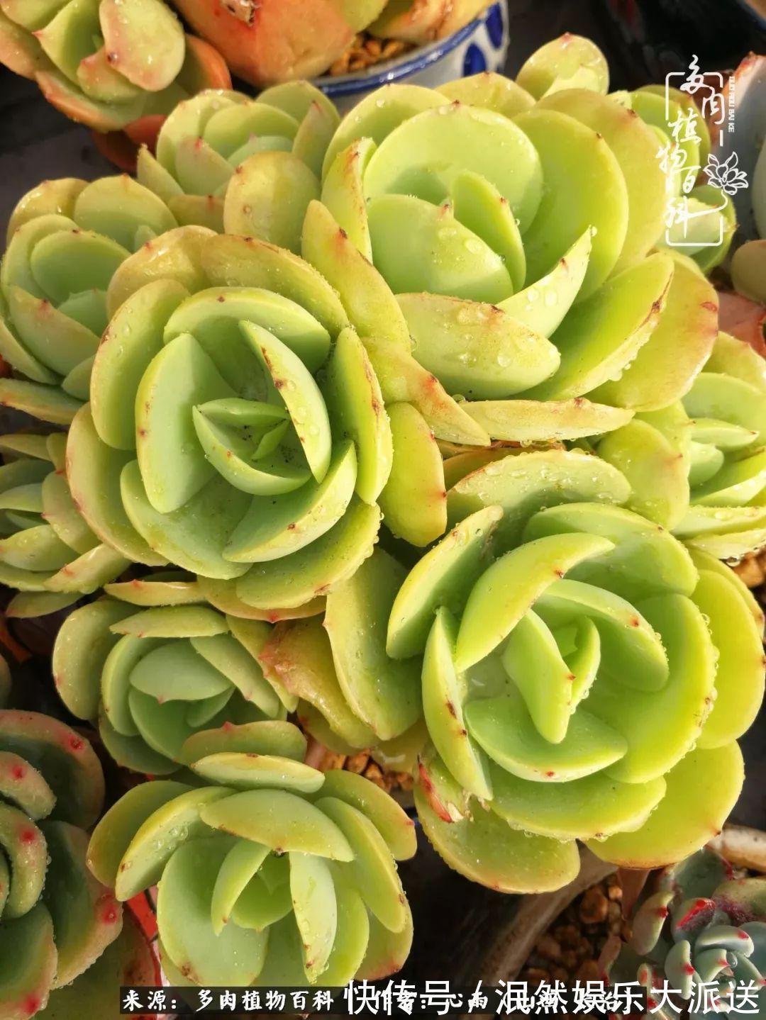 蚧壳虫|为肉痴狂!多肉植物也会用最美的容颜报答我们的勤劳付出!