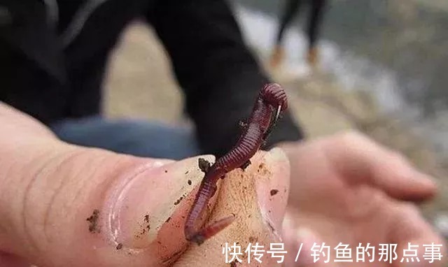 悄悄跟你说,蚯蚓钓鱼大有讲究,唯独这四个用法最关键,别外传