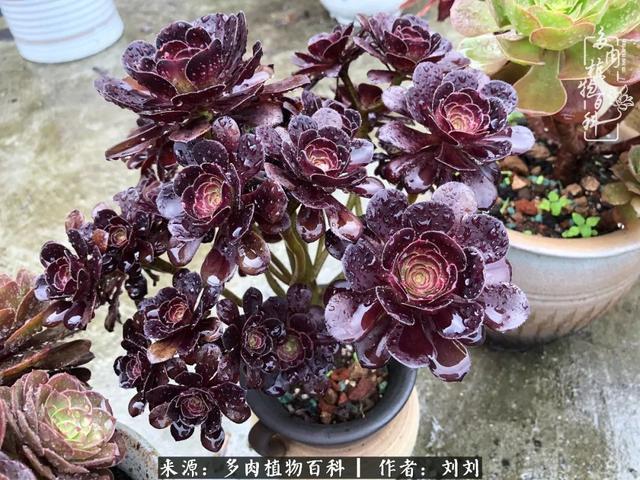 爱多肉，爱生活，我们是一群快乐的养肉人！