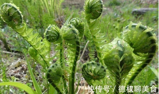 观赏植物|山上常见野菜,做来吃简单美味又健康,此野菜还能杀虫,更健康