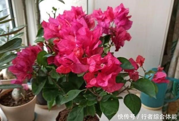 北方室内养三角梅不开花怎么办用上1勺子它,花叶轻松爆满盆!