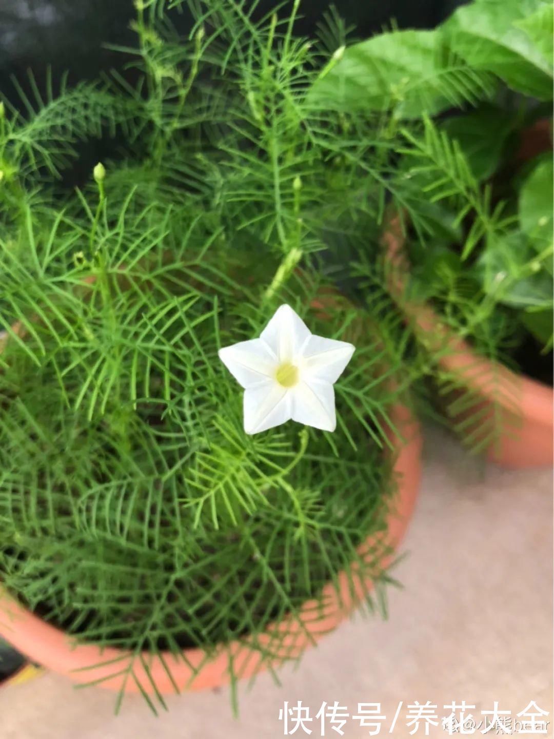 飘香藤|晒不死、热不死的花,越晒花越多,越热长越快