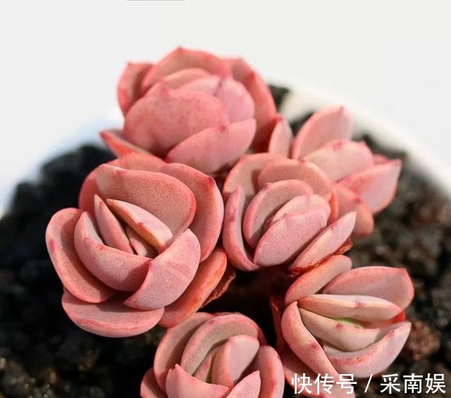 20款适合新手养的多肉,就算是养花杀手,也能养得又胖又美!
