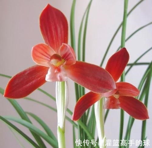 云南下山的这棵不起眼的兰草,后来成了“红素之首”,一起来看看!