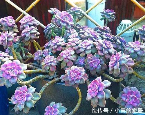 颜色|养多肉紫乐,大胆虐一虐,颜色很梦幻,长成小老桩!