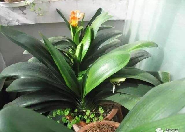 叶片|君子兰,即将“休眠期”,注意3个养护技巧,才能绿油油花苞多!
