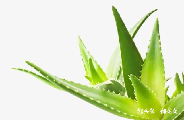 植物|芦荟能不能放在客厅，可以放在这几个位置，效果非常不错