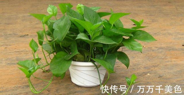 花卉|入秋后，这些花要早点进行翻盆换土的工作，才能叶绿根壮长势旺