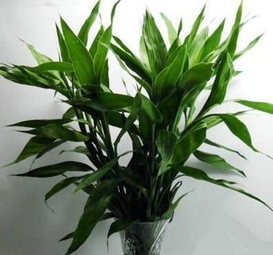 养富贵竹，做到“2勤、1少、1多”，新叶呼呼冒，枝粗叶绿蹿得快