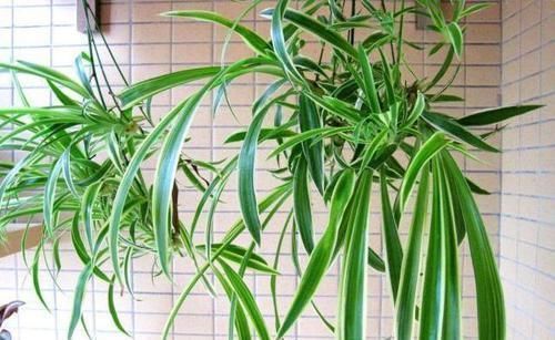 卫生间有异味,就养3种花,吸潮、祛味,还美观